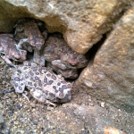 Frogs in the Qazbah des Oudaya