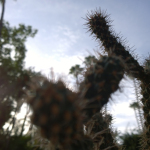 Cacti at Yves Saint Laurent's Garden